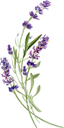 Lavender Flowers Illustration 